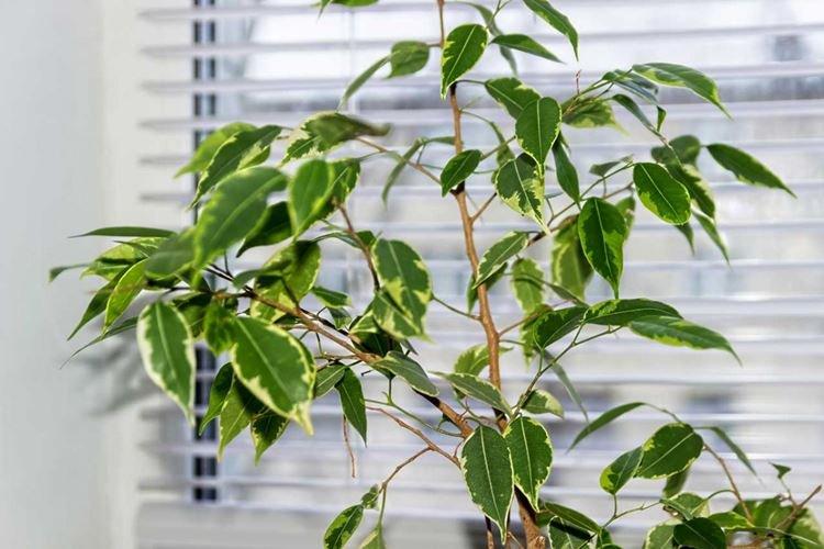 Ficus Benjamin - foto Ficus Benjamin - foto
