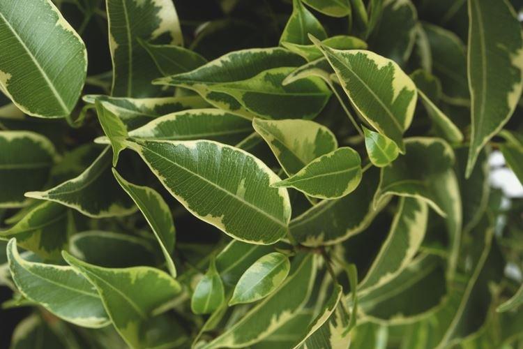 Ficus Benjamin - foto Ficus Benjamin - foto