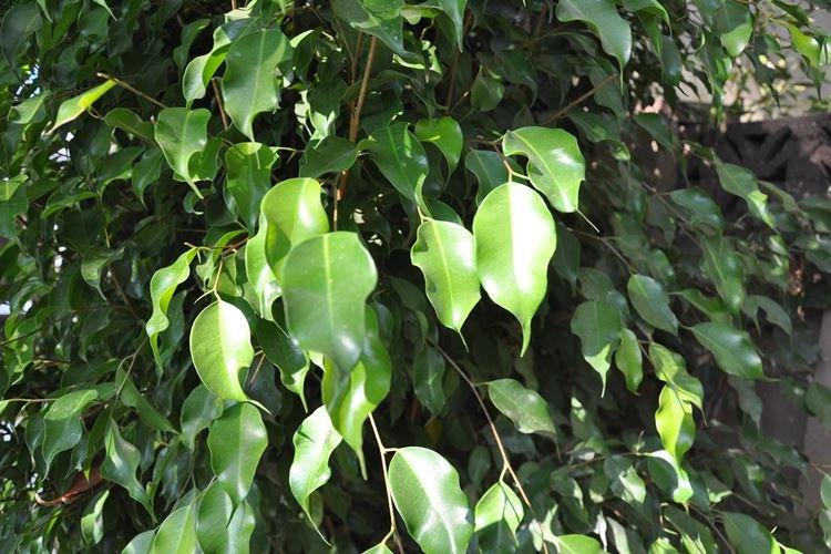 Ficus Benjamin - foto Ficus Benjamin - foto