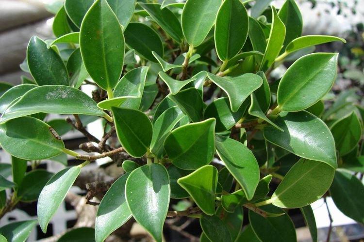 Ficus Benjamin - foto Ficus Benjamin - foto