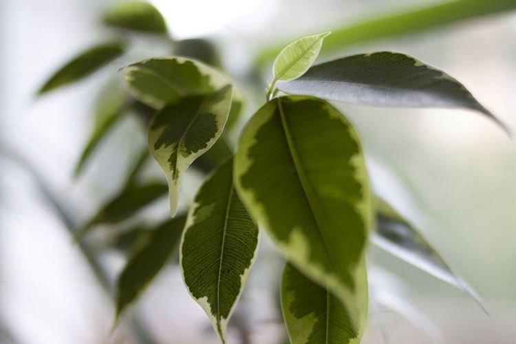 Ficus Benjamin - foto Ficus Benjamin - foto