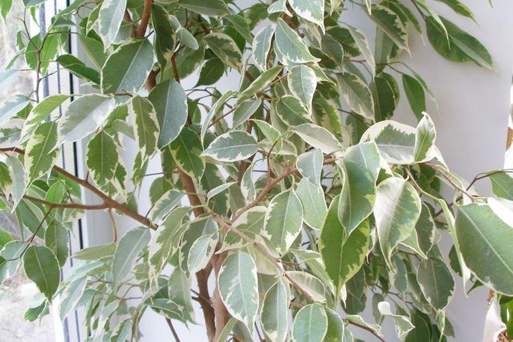 Ficus Benjamin - foto Ficus Benjamin - foto