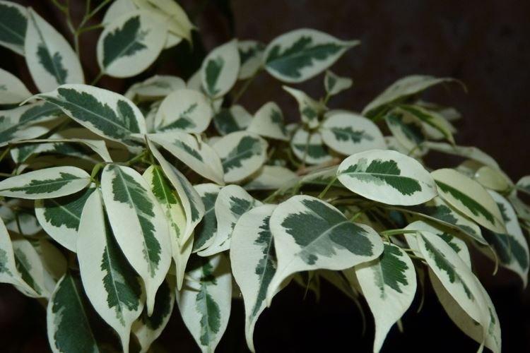 Ficus Benjamin - foto Ficus Benjamin - foto
