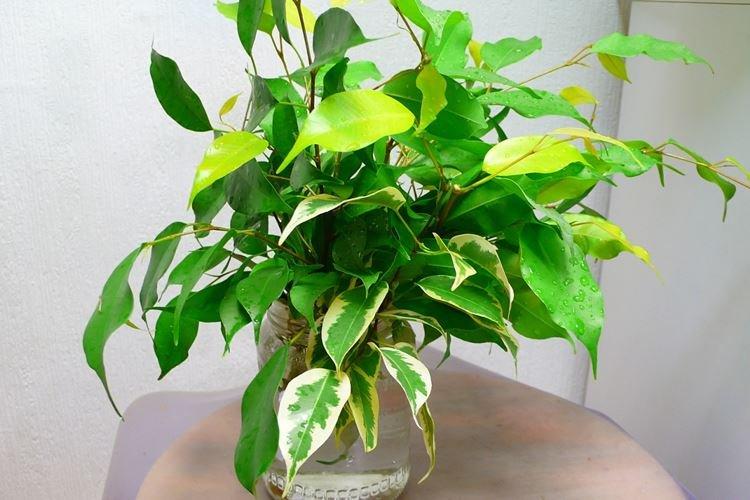 Ficus Benjamin - foto Ficus Benjamin - foto