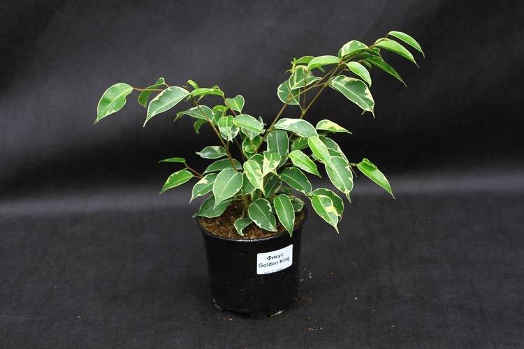 Ficus Benjamin - foto Ficus Benjamin - foto