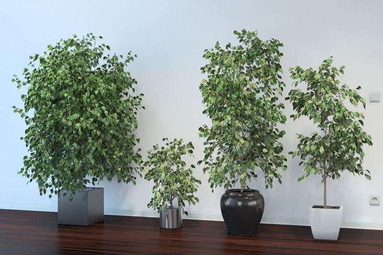 Ficus Benjamin - foto Ficus Benjamin - foto