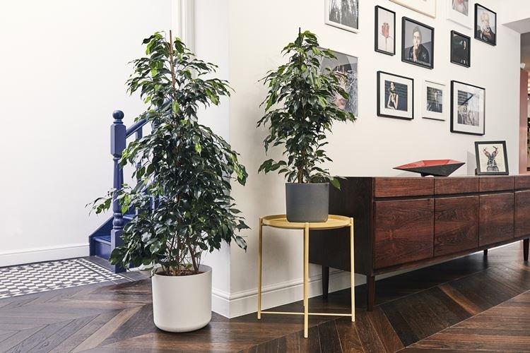 Ficus Benjamin - foto Ficus Benjamin - foto