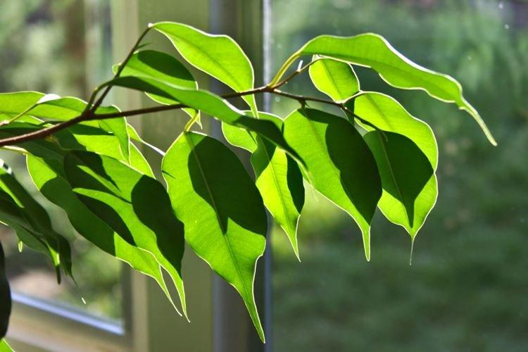 Ficus Benjamin - foto Ficus Benjamin - foto