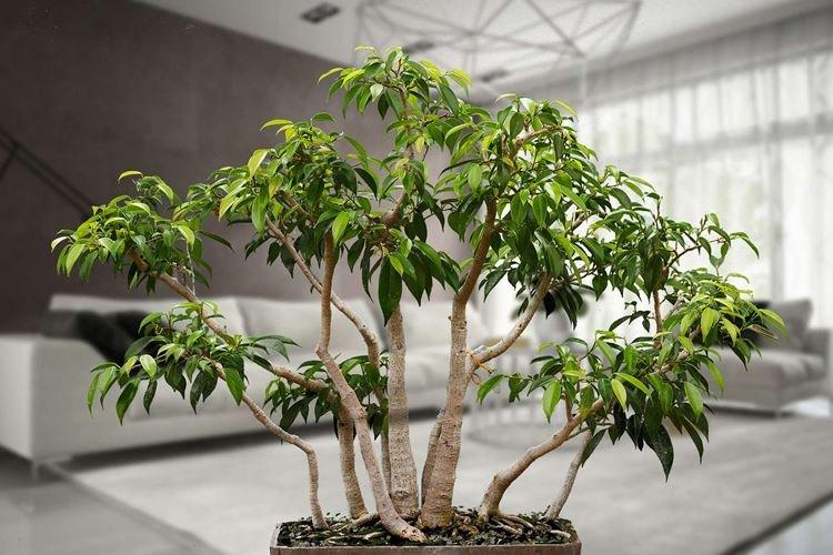 Ficus Benjamin - foto Ficus Benjamin - foto