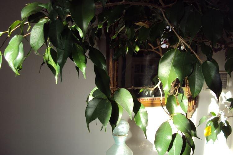 Ficus Benjamin - foto Ficus Benjamin - foto