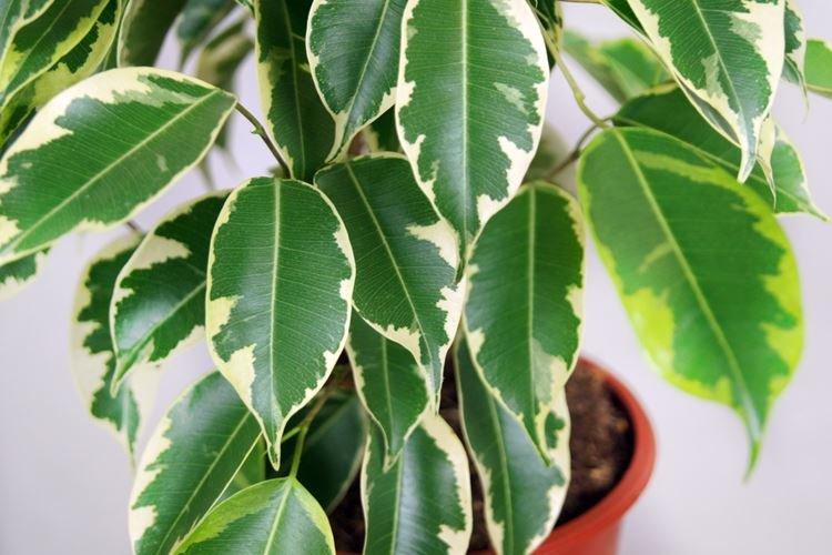 Ficus Benjamin - foto Ficus Benjamin - foto