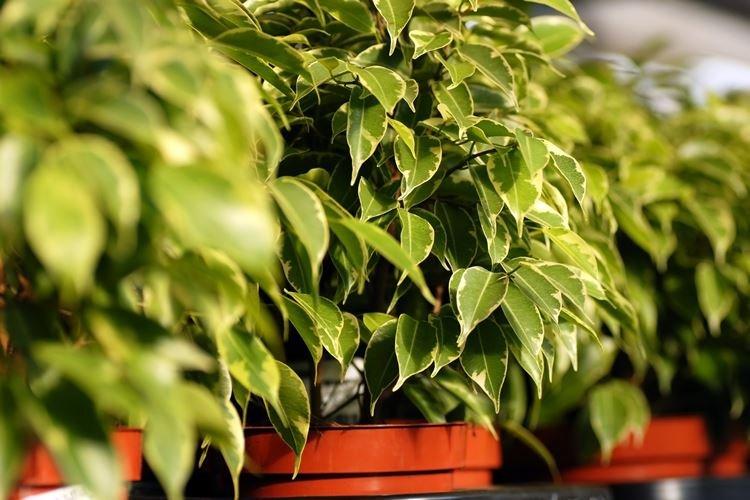 Ficus Benjamin - foto Ficus Benjamin - foto
