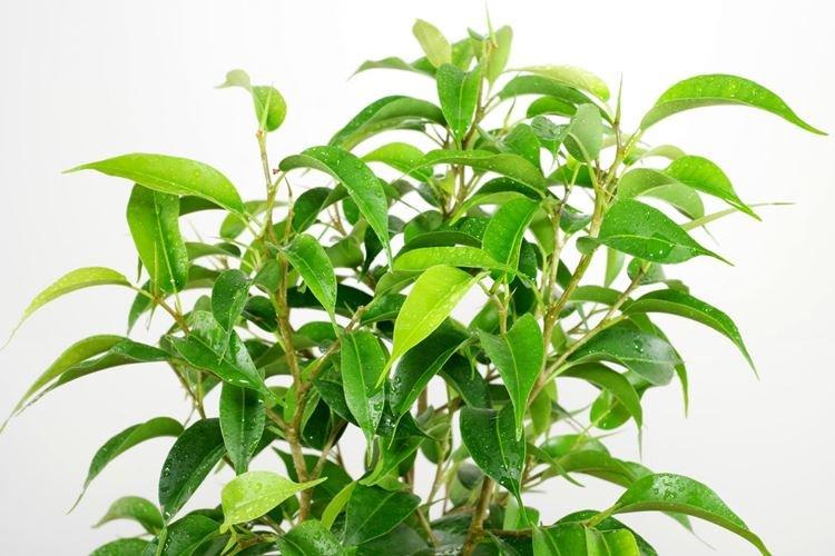 Ficus Benjamin - foto Ficus Benjamin - foto