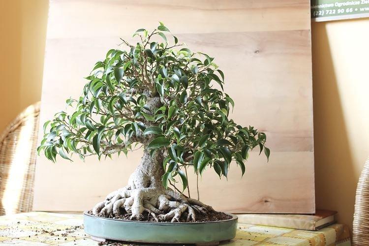 Ficus Benjamin - foto Ficus Benjamin - foto