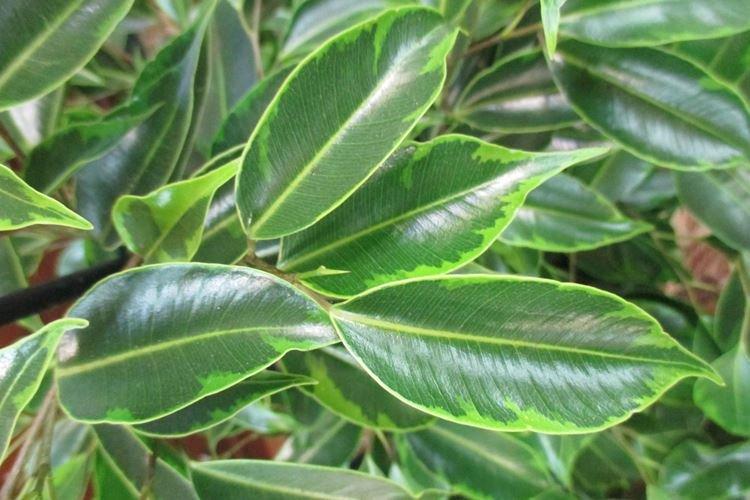Ficus Benjamin - foto Ficus Benjamin - foto