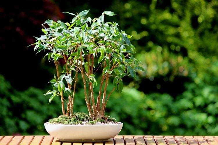Ficus Benjamin - foto Ficus Benjamin - foto