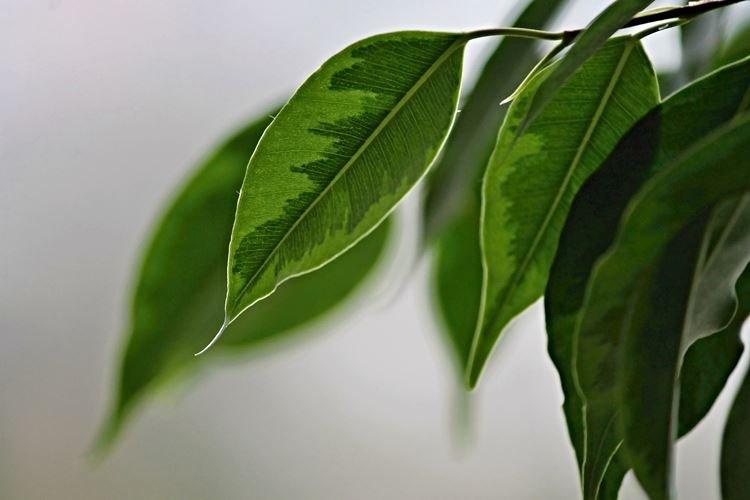 Ficus Benjamin - foto Ficus Benjamin - foto