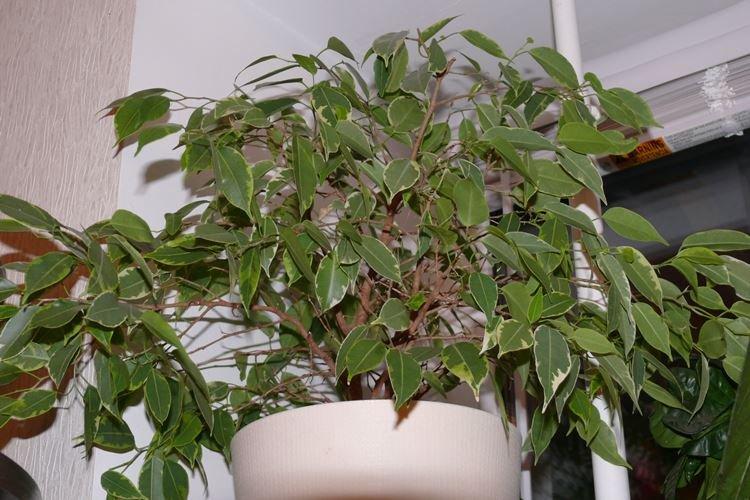 Ficus Benjamin - foto Ficus Benjamin - foto