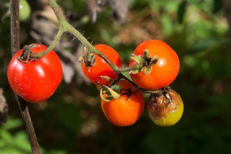 Phytophthora na paradajkách: ako bojovať, ako spracovávať