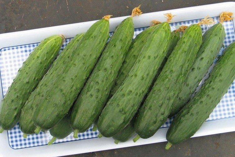 Snehová búrka Snehová búrka