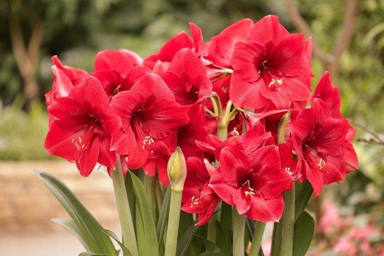 Bulbous indoor flowers: photos, names and descriptions (catalog)