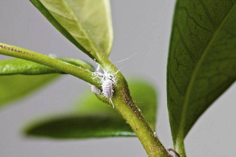 Houseplant pests: names, photos and how to deal with them