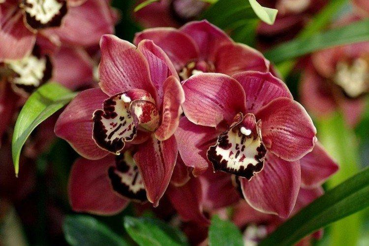 Druhy orchideí: mená, fotografie a popisy (katalóg)