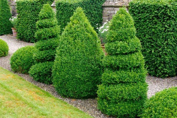 Ornamental shrubs: names, photos and descriptions (catalog)