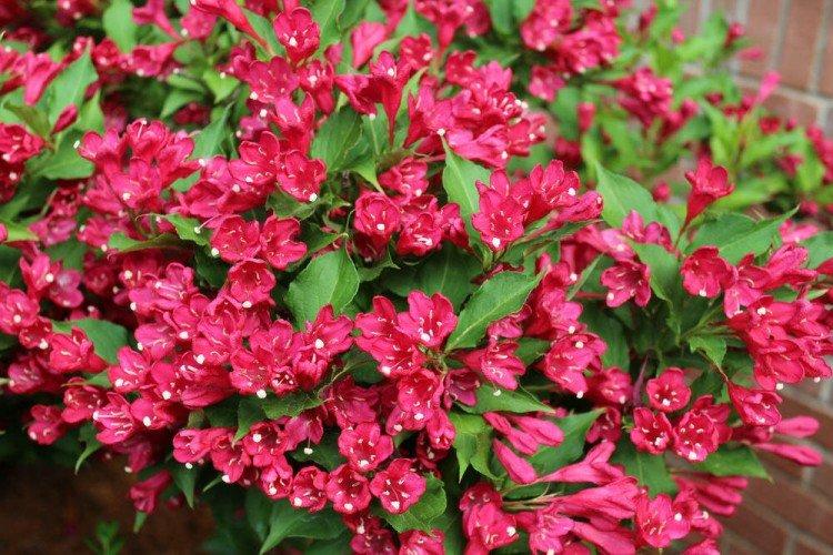 Weigela Weigela