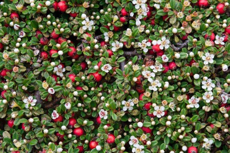 Cotoneaster Cotoneaster