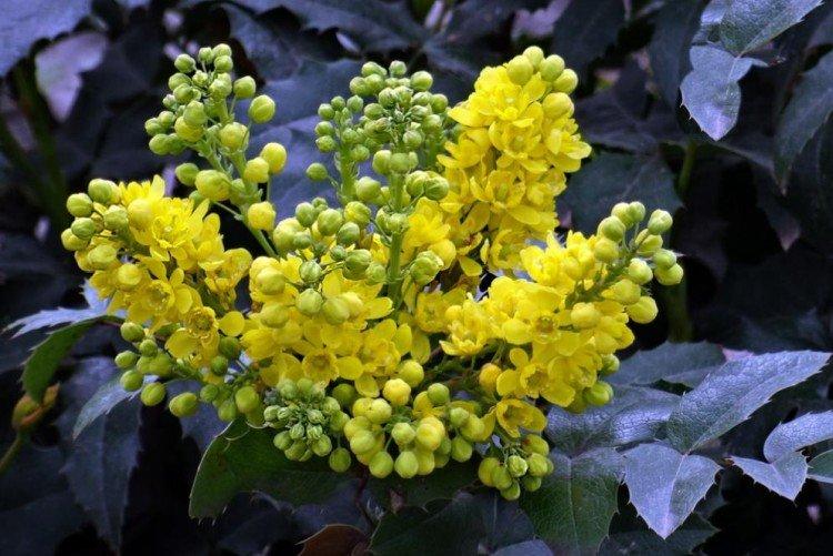 Cesmína Mahonia Cesmína Mahonia