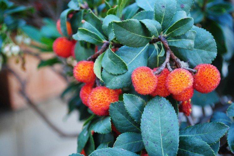 Arbutus Arbutus