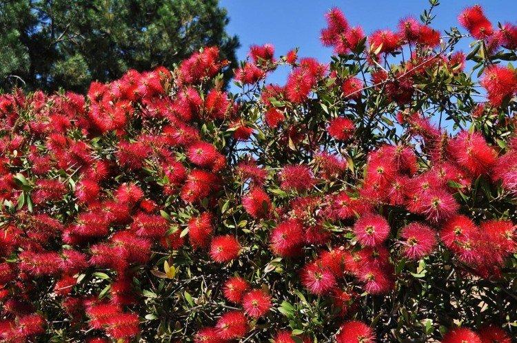 Callistemon Callistemon