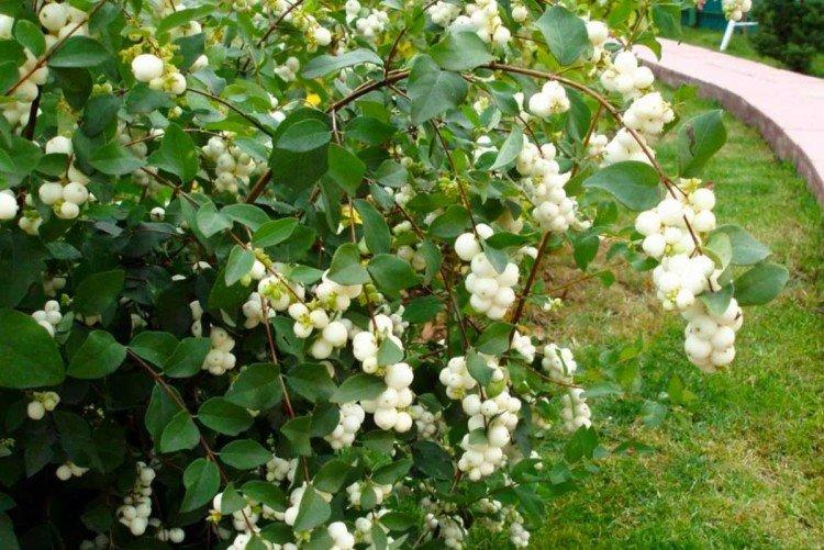 Snowberry Snowberry