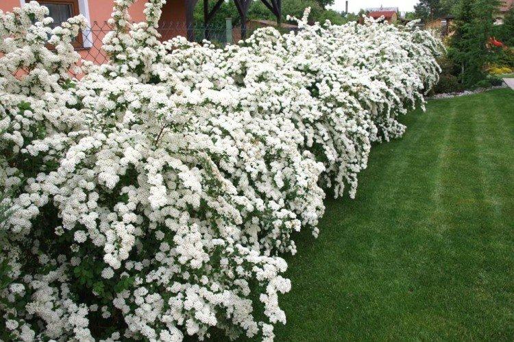 Spirea Wangutta Spirea Wangutta