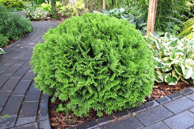 Thuja Thuja