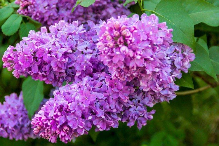 Lilac Lilac