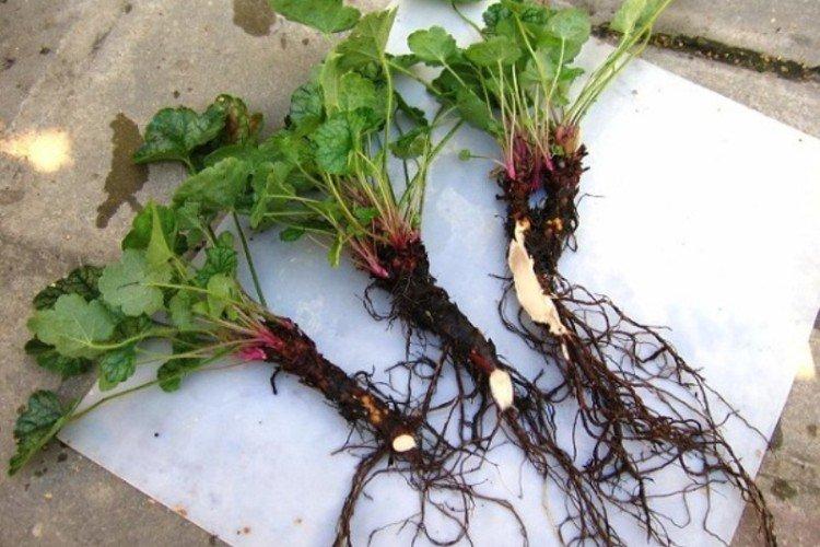 Výsadba a reprodukcia Heuchera Výsadba a reprodukcia Heuchera