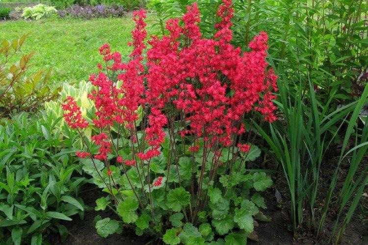 Krvavo červená Heuchera Krvavo červená Heuchera