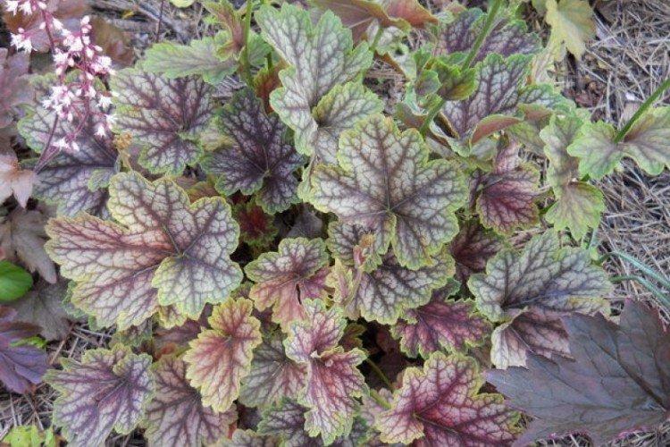 Americká Heuchera Americká Heuchera