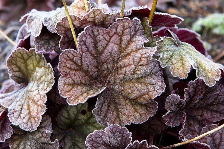 Chlpatá Heuchera Chlpatá Heuchera