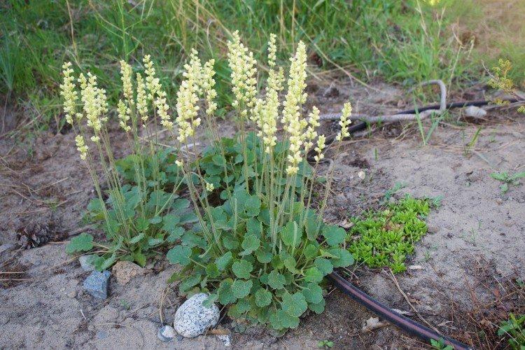 Valcová Heuchera Valcová Heuchera