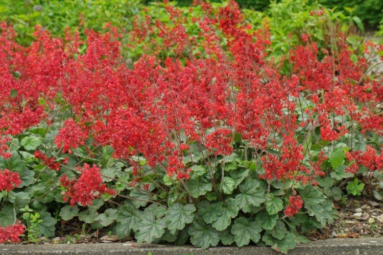 Shaggy Heuchera Shaggy Heuchera