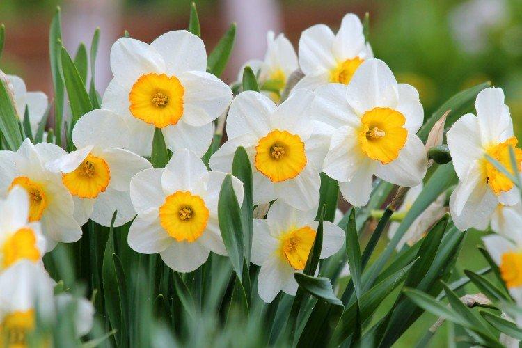 Narcisy (60 fotografií): druhy, výsadba a starostlivosť na otvorenom poli Narcisy (60 fotografií): druhy, výsadba a starostlivosť na otvorenom poli