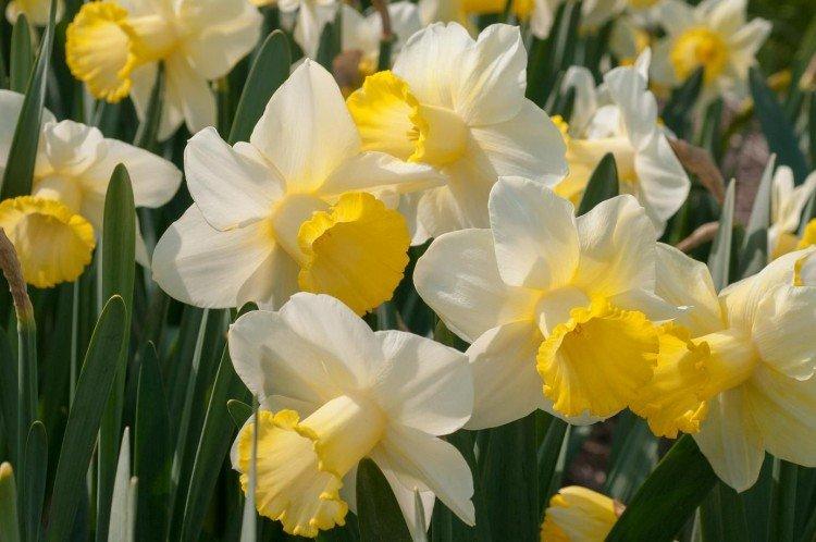 Rúrkové narcisy Rúrkové narcisy