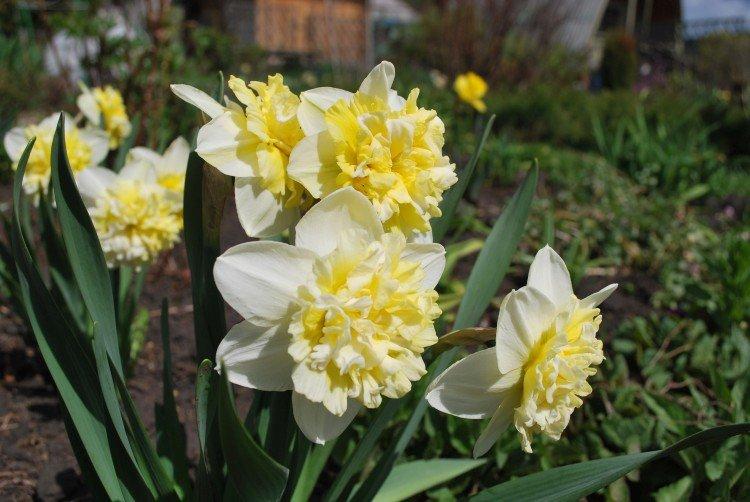Froté narcisy Froté narcisy