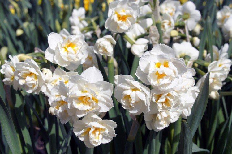 Viacfarebné narcisy Viacfarebné narcisy