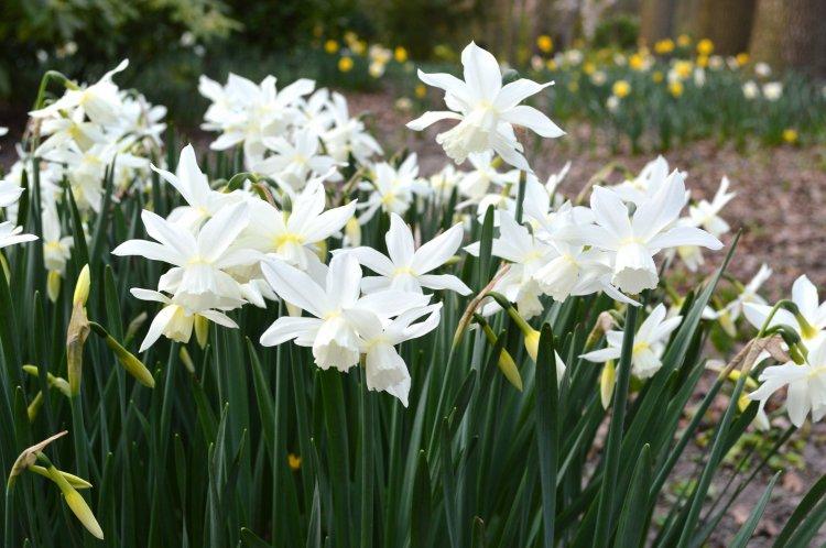 Narcisy Triandus Narcisy Triandus