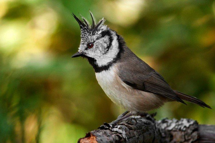 Birds of the Leningrad Region: photos, names and descriptions (catalog)