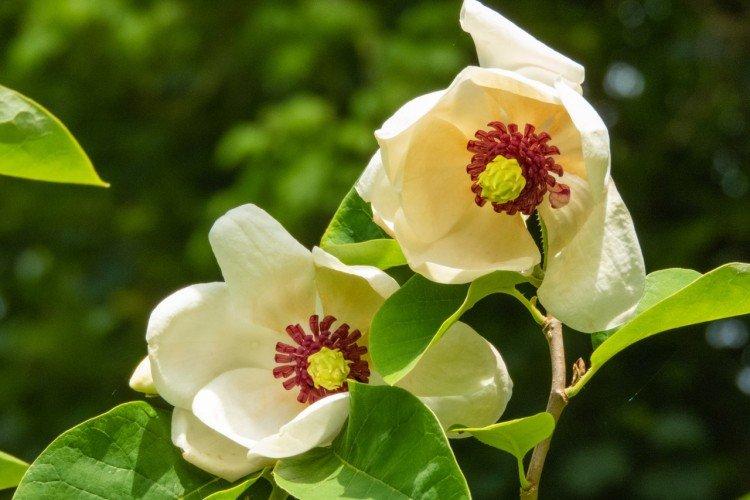 Magnolia Siebold Magnolia Siebold